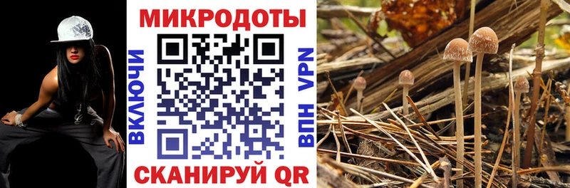 darknet формула Грайворон Галлюциногенные грибы Psilocybe
